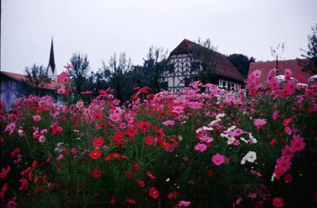 Cosmos in a village in Alsace, France