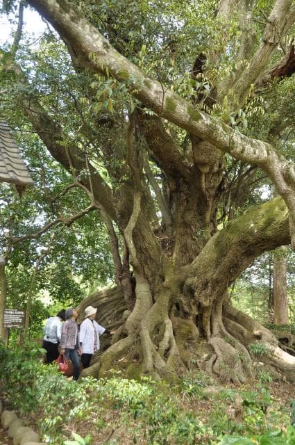 安久山のスダジイ
