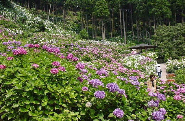 Hattori Farm Hydrangea House