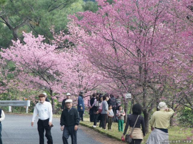 Hikanzakura at Honcha Pass