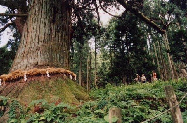 Tamasugi of Yamagagawa