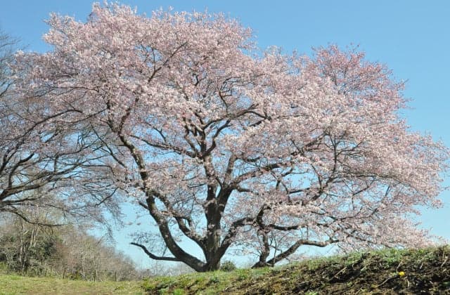 Cherry blossoms at Okikaizuka