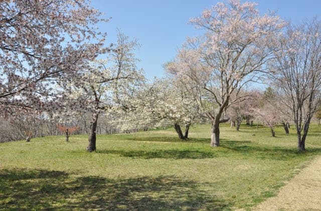 Cherry blossoms at Okikaizuka