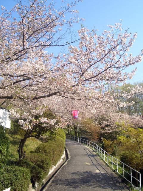 Cherry blossoms at Tamateyama Park
