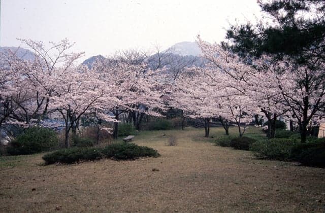 Cherry blossoms in Higashiyama-koen Park
