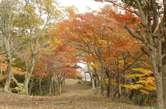 Autumn leaves at Higashiyama-koen Park