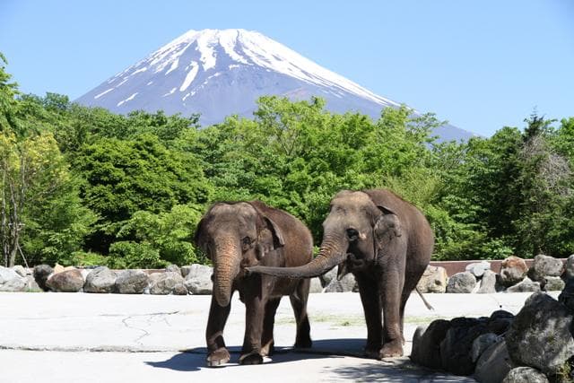 Fuji Safari Park _ elephant