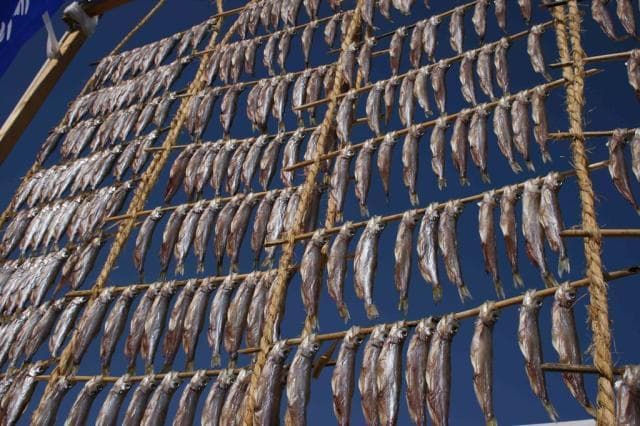 Shishamo noren dried