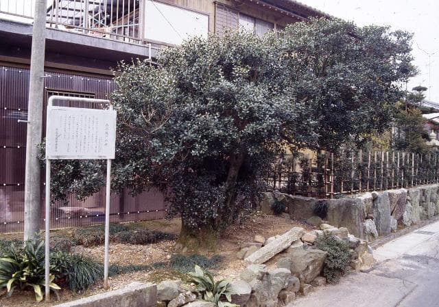 The holly of Kido in the west