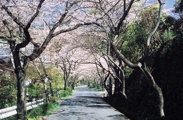 Cherry blossoms at Nibiyama Shrine