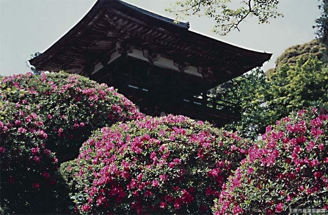 Azalea at Chogakuji Temple
