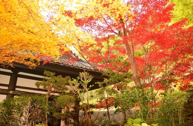 Autumn leaves in Chohoji