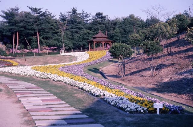 Pansy in the village of Kerala, India