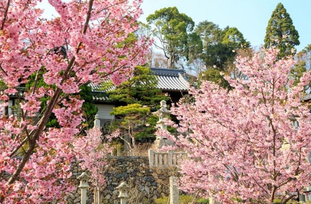 Yokozakura of Yanagiya Kannon Yangdani-ji Temple