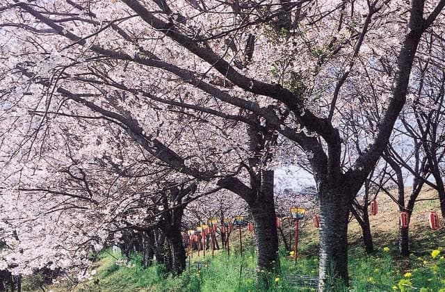 Cherry blossoms at Hinokuma Park