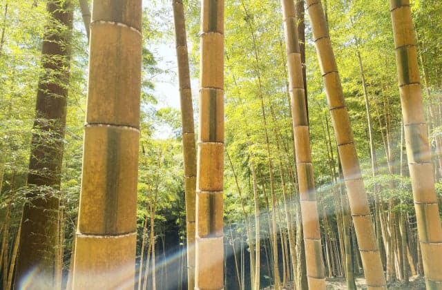 Kinmei Moso bamboo forest