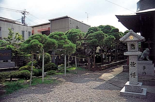 Pine of Soun (Pine of Muraun of Yasaka-jinja Shrine)
