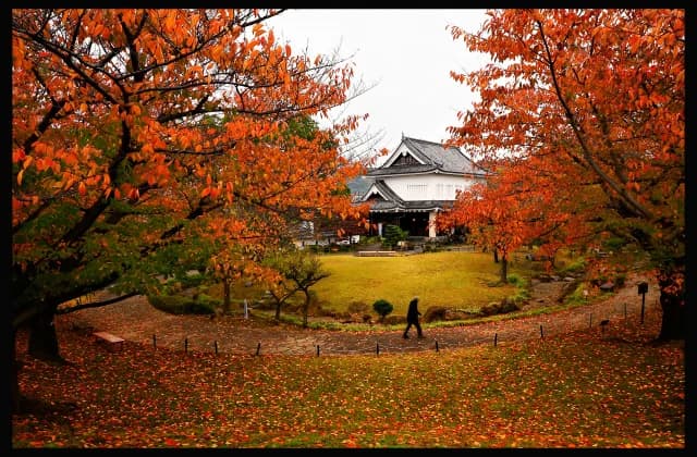 Autumn leaves
