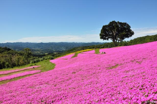 Pink sigh in Mother Ranch (petonia)