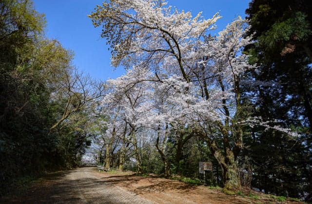 Cherry blossoms at Ashiyama Park ①