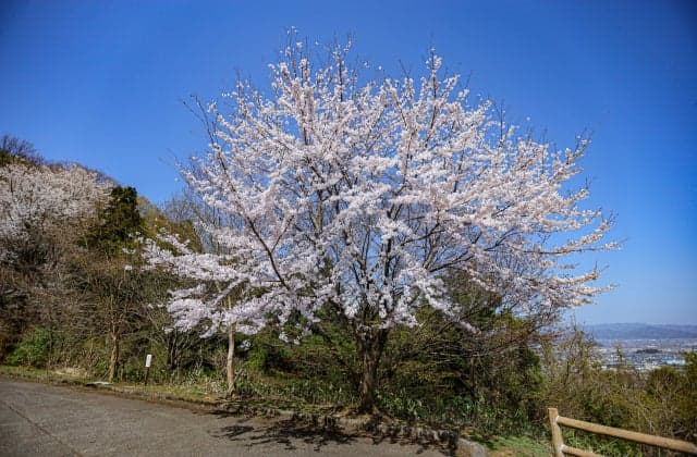 Cherry blossoms at Ashiyama Park ②