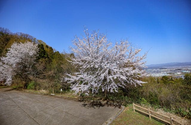 Cherry blossoms at Ashiyama Park ③