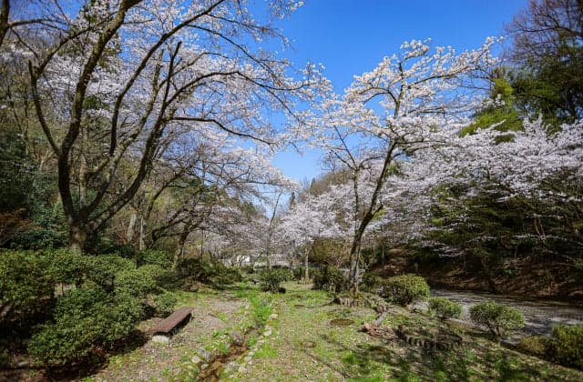 Cherry blossoms at Ashiyama Park ⑥