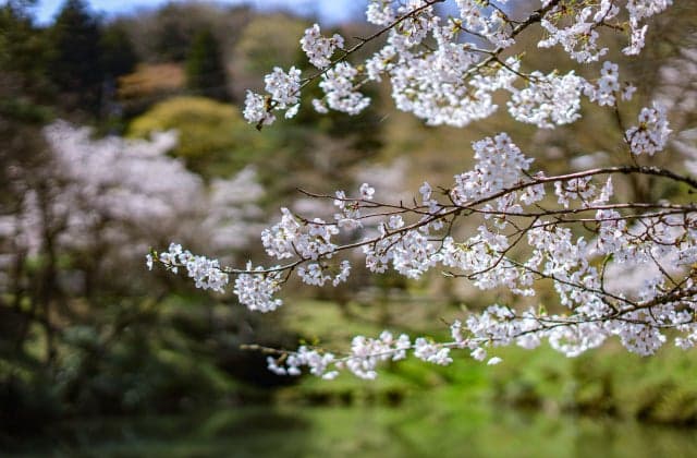 Cherry blossoms at Ashiyama Park ⑦