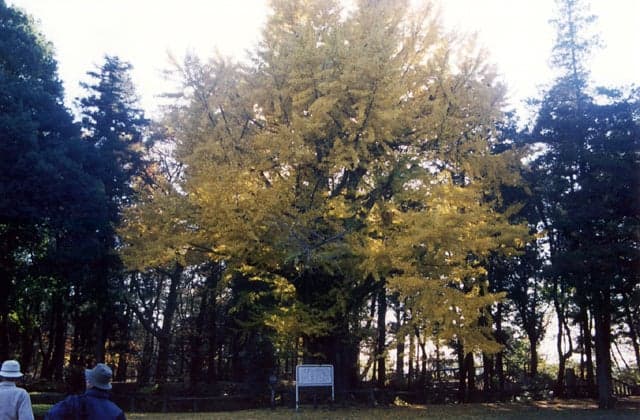 Prince tree (Icho of Shiroyama Park)