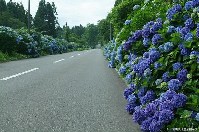 Hydrangea road