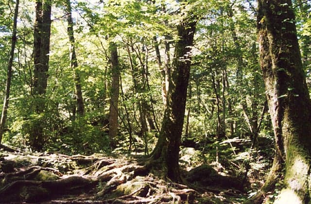 Aokigahara Jukai