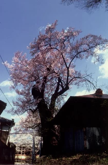 Higanzakura in Sakuramori