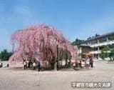 Kyoshi Sakura of Shiroyama Nishi Elementary School