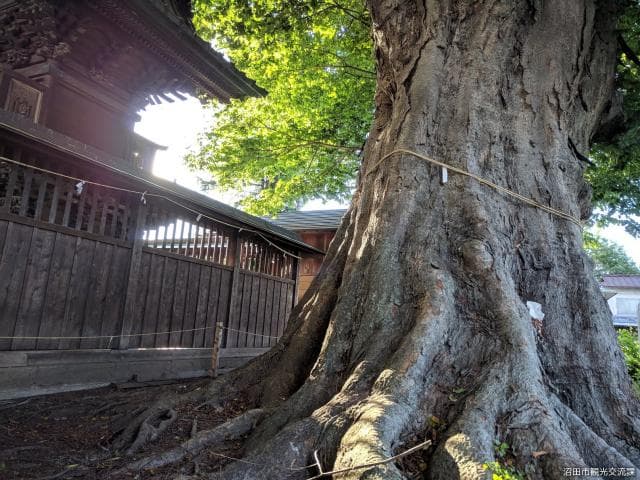 Large zelkova at Suga-jinja Shrine