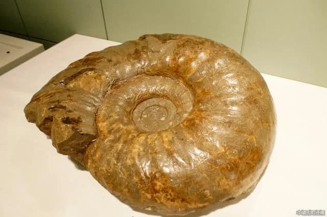 Fossils
