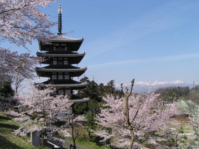 Cherry blossoms in Adachigahara