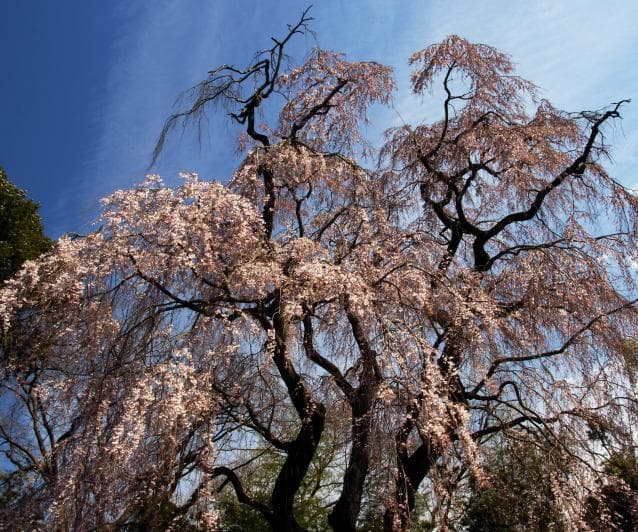 Weeping cherry tree of Yorimoko