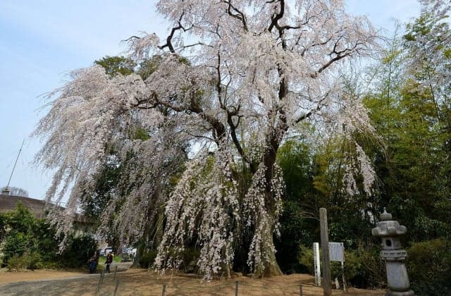 Weeping cherry tree of Yorimoko