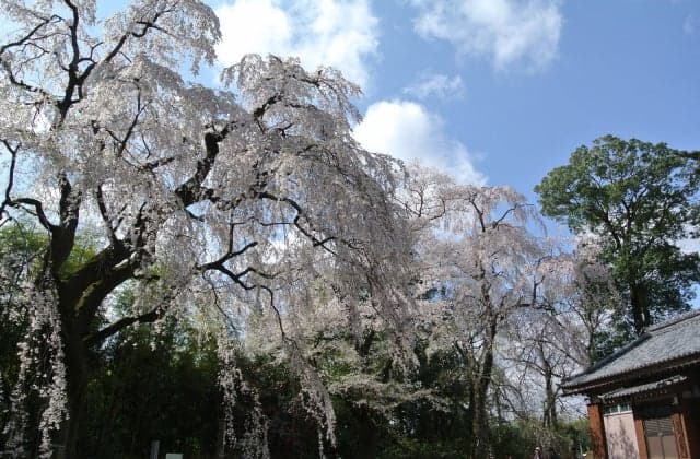 Weeping cherry tree of Yorimoko