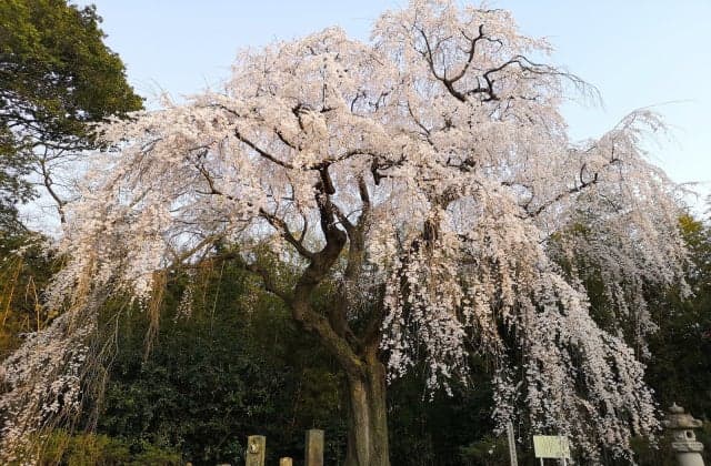 Weeping cherry tree of Yorimoko