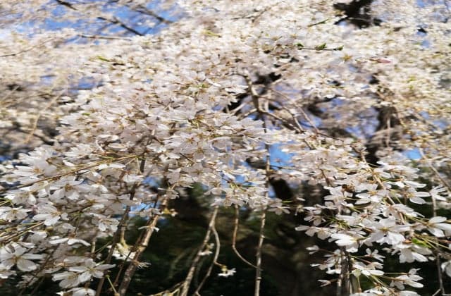Weeping cherry tree of Yorimoko