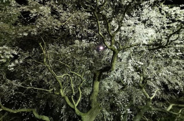 Weeping cherry tree of Yorimoko