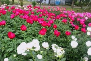 Shakuyak Garden