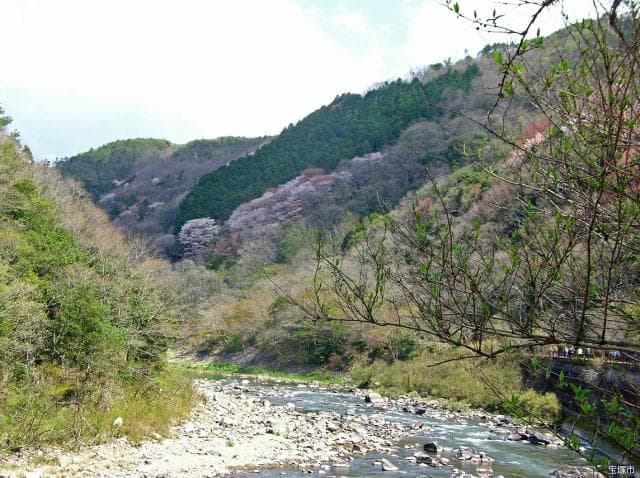 桜の園