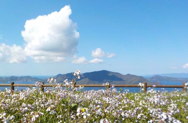 Mt. You can see the burning volcano of Nishinoshima through the flowers of wild radish.