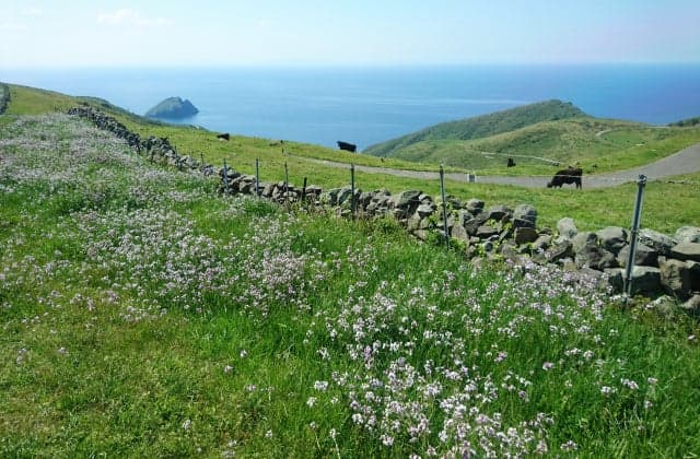 Grazing cows and wild radishes from Mt.