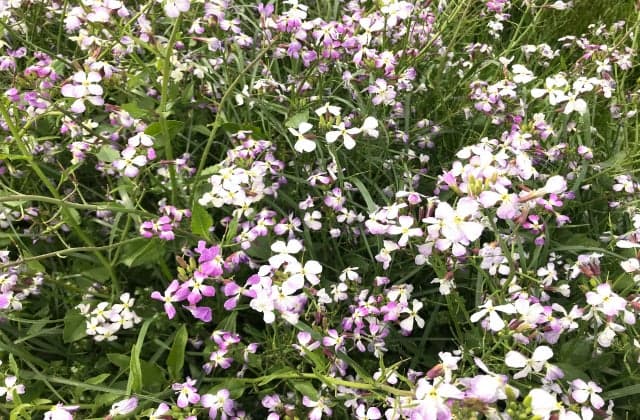 The white, pink and light purple petals are cute.