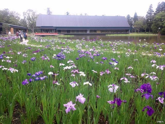 まがたま池菖蒲