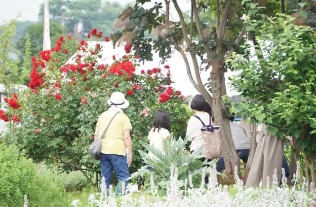 Photos during the Okitama Park Herb Garden Fair