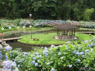 Tatsunokuchi Hydrangea Festival